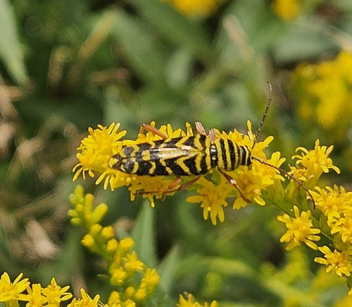 Locust Borer