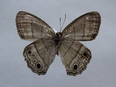 Cissia themis