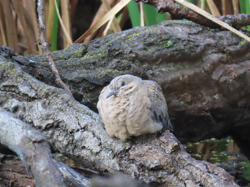 Mourning Dove