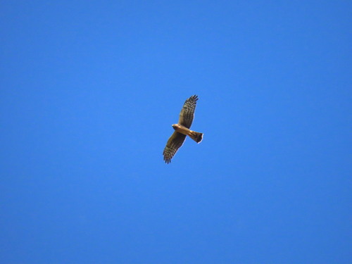 Northern Harrier