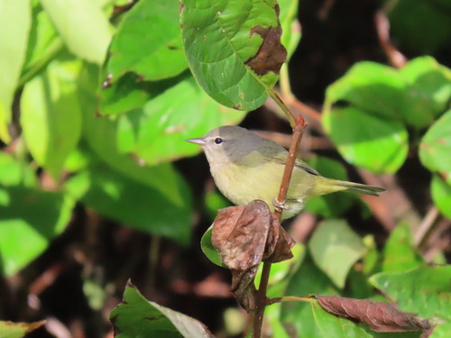 Orange-crowned Warbler
