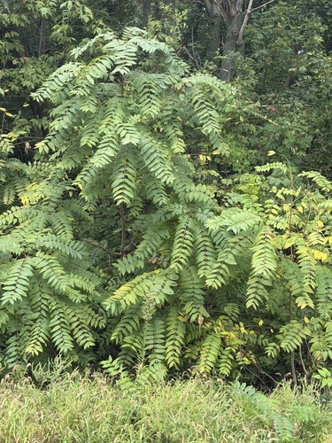 tree-of-heaven