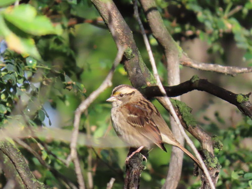 White-throated Sparrow
