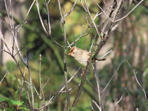 White-crowned Sparrow
