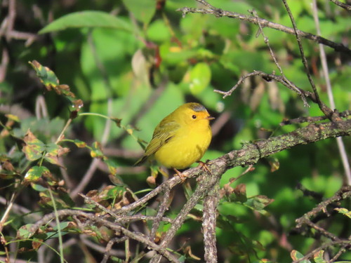 Wilson's Warbler
