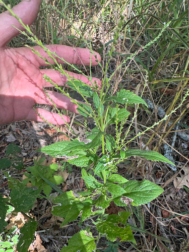 white vervain