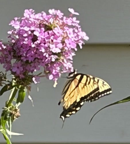 Eastern Tiger Swallowtail