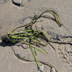 Zostera marina, photograph (c) alicia penney, some rights reserved (CC BY)