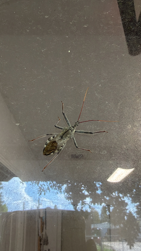 North American Wheel Bug