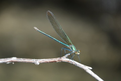 Calopteryx angustipennis