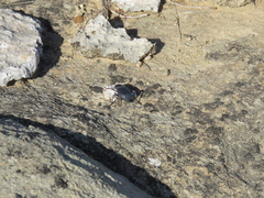 Cryptoglossa infausta