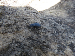 Cryptoglossa infausta
