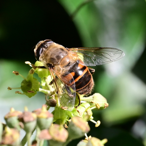 Common Drone Fly