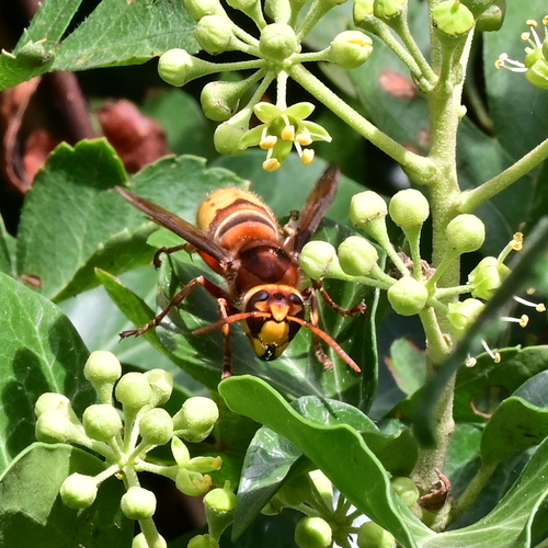 European Hornet
