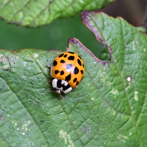 Asian Lady Beetle