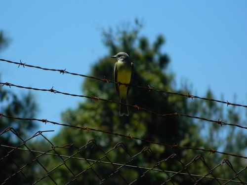 Tropical Kingbird