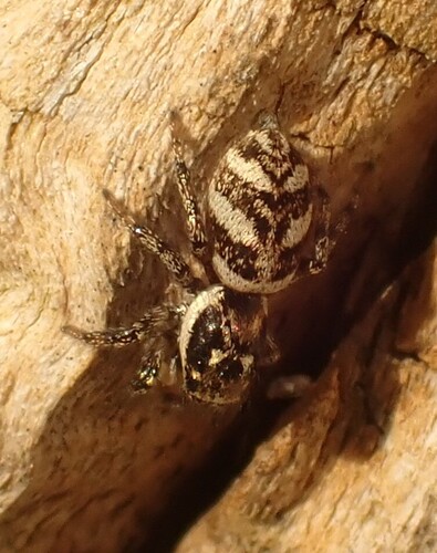 Zebra Jumping Spider
