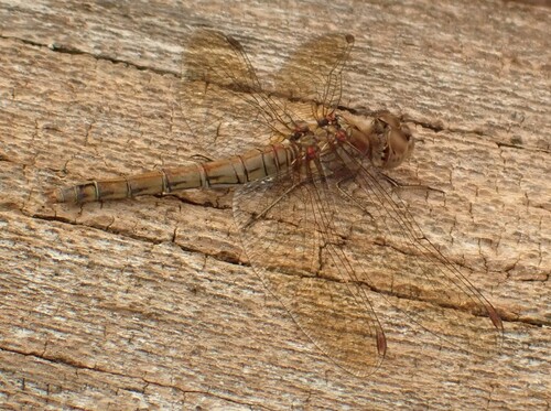 Common Darter