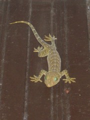 Gekko smithii