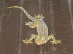 Gekko smithii