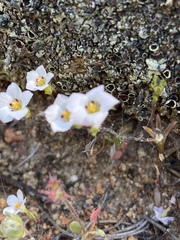 Linanthus orcuttii