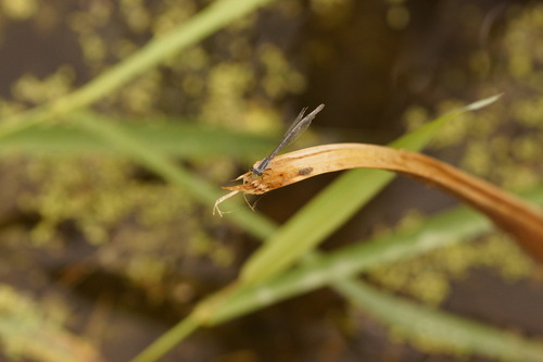 Eastern Forktail
