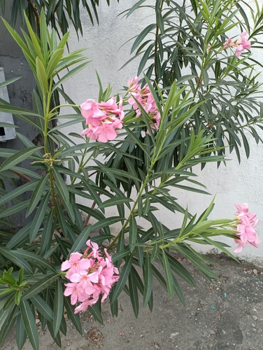 oleander