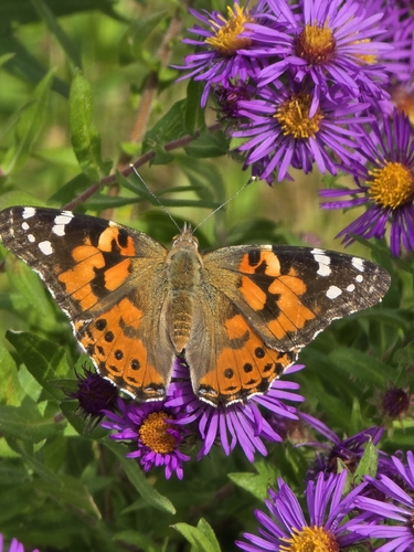 Painted Lady