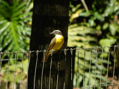 Social Flycatcher