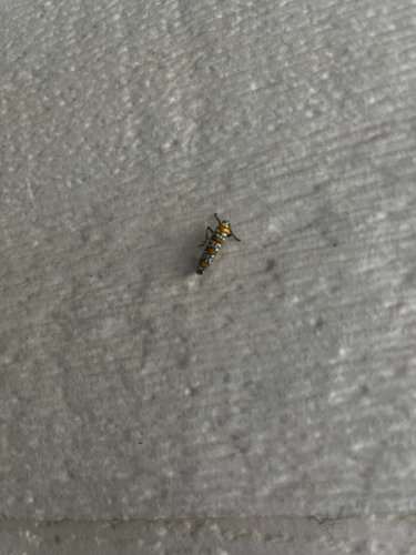 Ailanthus Webworm Moth