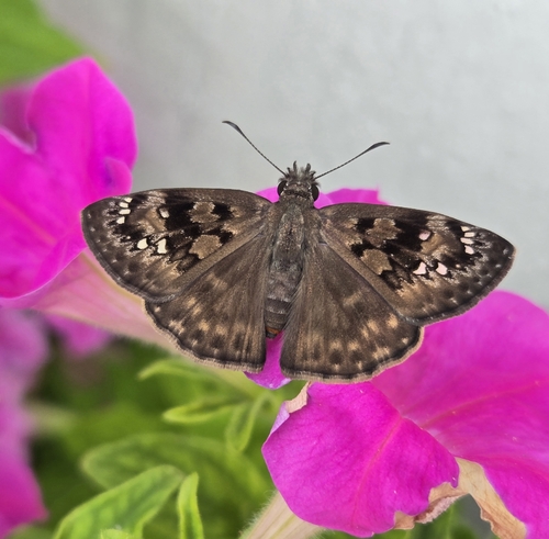Horace's Duskywing