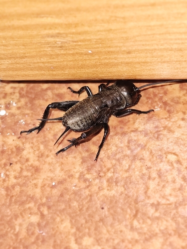 European Field Cricket