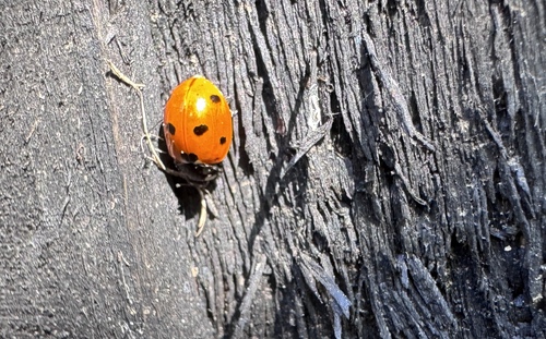 Seven-spotted Lady Beetle
