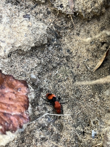 Common Eastern Velvet Ant