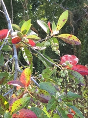 Nyssa biflora
