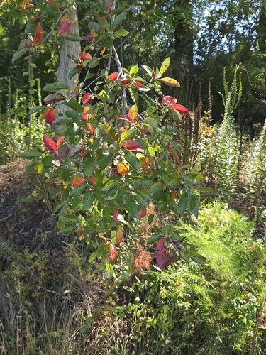 Nyssa biflora, photograph 2