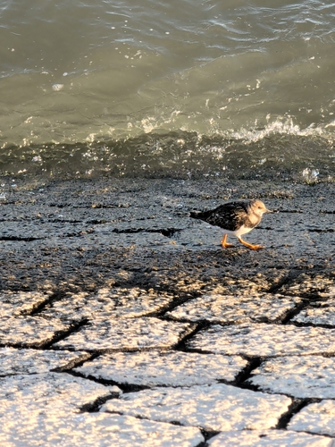 Ruddy Turnstone