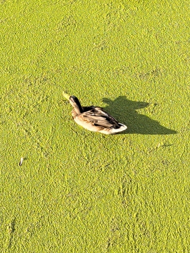 Mallard
