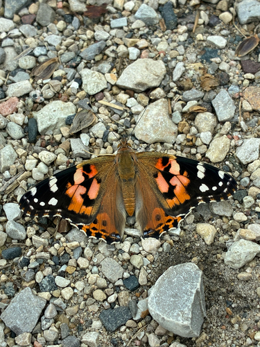 Painted Lady
