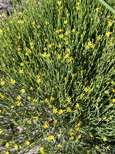 pineweed