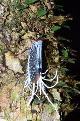 Lystra lanata