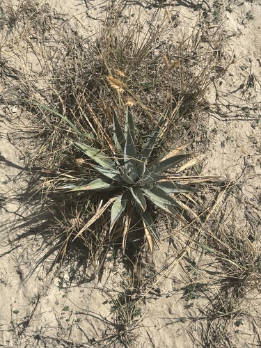 Dwarf Yucca