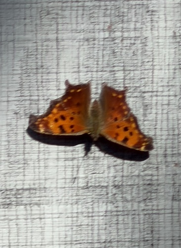 Eastern Comma