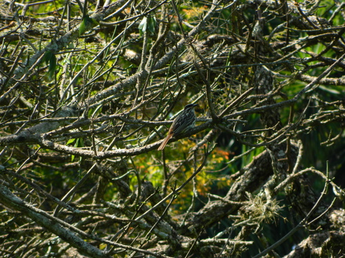 Streaked Flycatcher