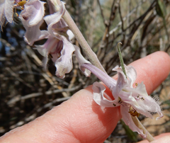 Delphinium wootonii