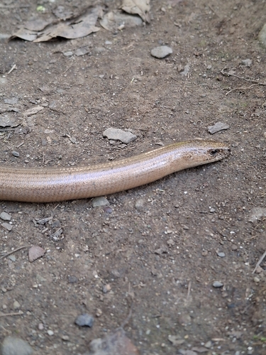 Common Slowworm