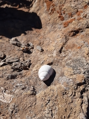 Chiliborus chilensis