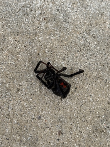 Western Black Widow