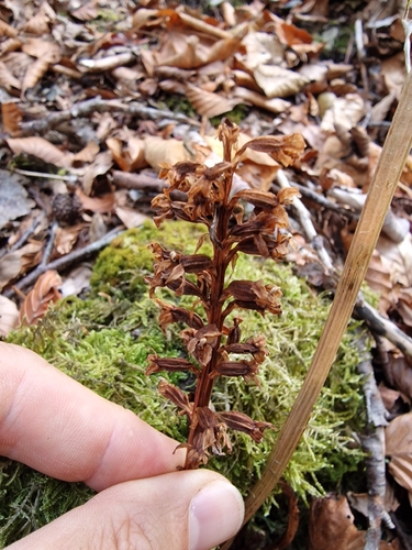 bird's-nest orchid