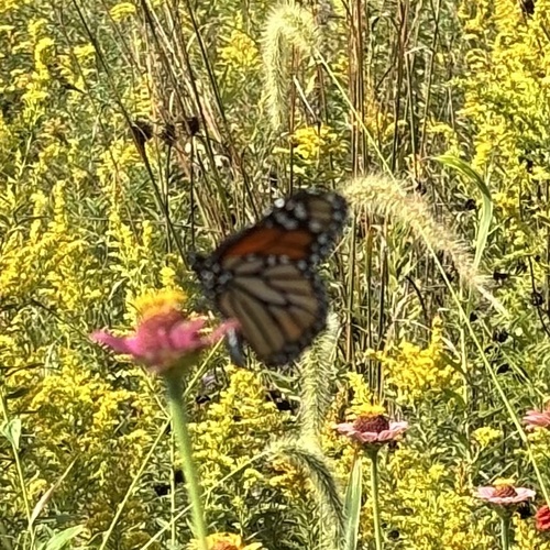 Monarch